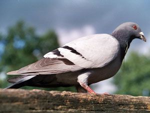 Tauben dauerhaft und wirkungsvoll vertreiben Tauben dauerhaft und wirkungsvoll vertreiben